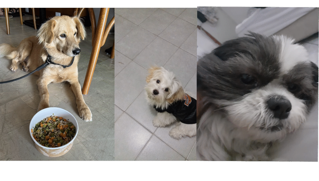 Cachorros